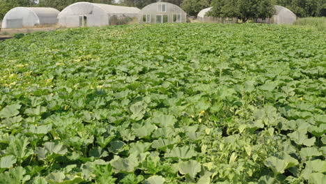 plantación de lechuga verde orgánica y sostenible, en un invernadero libre de pesticidas en el valle agradable, california, ee.uu. en un día soleado
