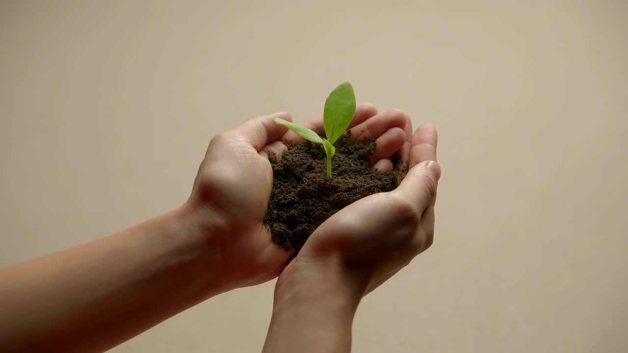 Mani umane a coppa accolgono terra scura e una piantina verde fresca su uno sfondo beige semplice, mostrato con illuminazione da studio morbida e calda, profondità di campo ridotta, inquadratura pulita e centrata, e un'atmosfera calma e sostenibile.