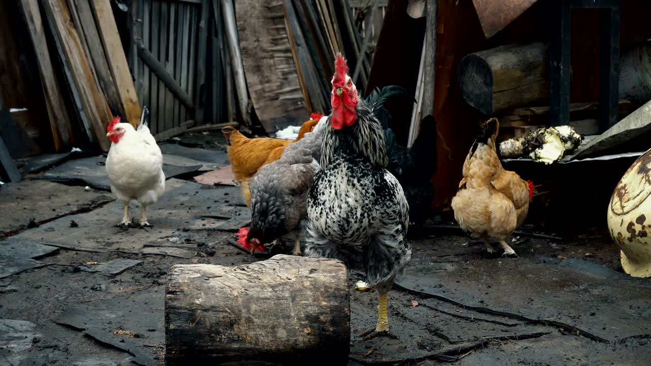 pollo caminando por la granja