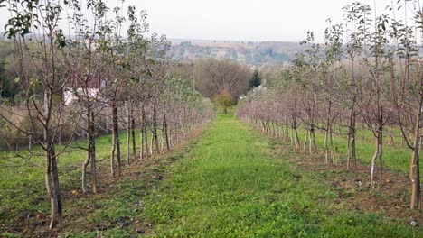 view of a young orchard in autumn
