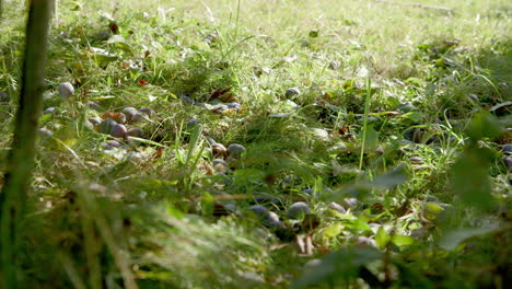 stable handheld - windfall plums lying in the sunny grass