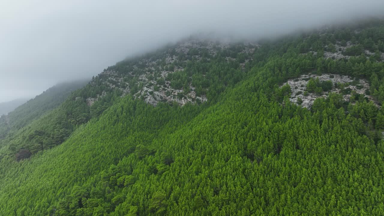 안개가 가득한 산 숲