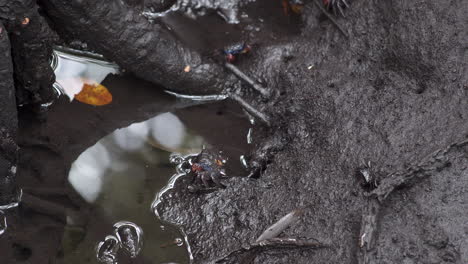 Small-crabs-on-wet-muddy-jungle-soil-by-pool-with-mangrove-roots