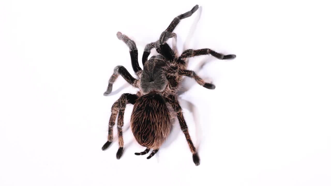 Video dall'alto con macro di una tarantola pelosa che striscia tranquillamente su una superficie bianca e luminosa in studio