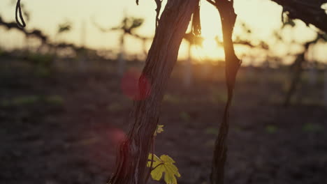 Dry-trunk-grape-vine-on-sunrise-close-up.-Young-grapevine-bushes-on-sunlight.