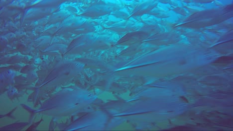 inside a school of jack fish at 60% slow motion