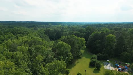 aerial view of verdant trees in the forest in summer