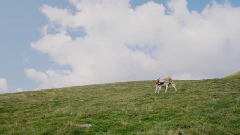 static wide shot of italian brown and white cow grazing on pasture on top of mountain against clouds and blue sky in summer