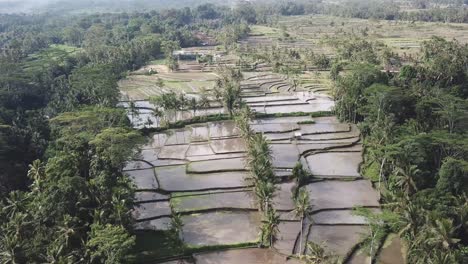 Volar-Sobre-Terrazas-De-Arroz