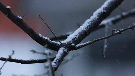 fresh snow falling on tree branches during winter