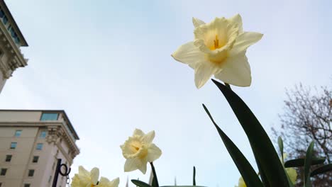 un ángulo bajo de algunos hermosos narcisos en un jardín cerca de un edificio de negocios que sopla suavemente en el viento en cámara lenta sutil