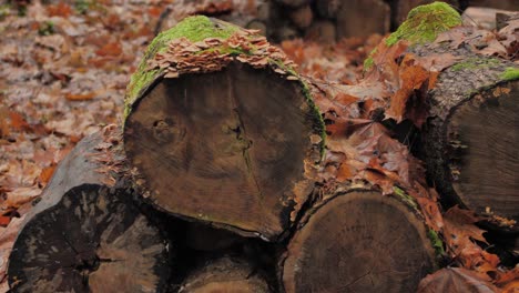 wet firewood piled up in a pile