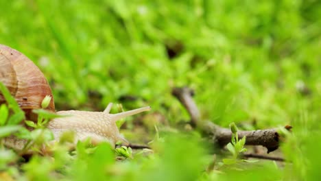 カタツムリは緑の葉のある地面でゆっくりと爬っています