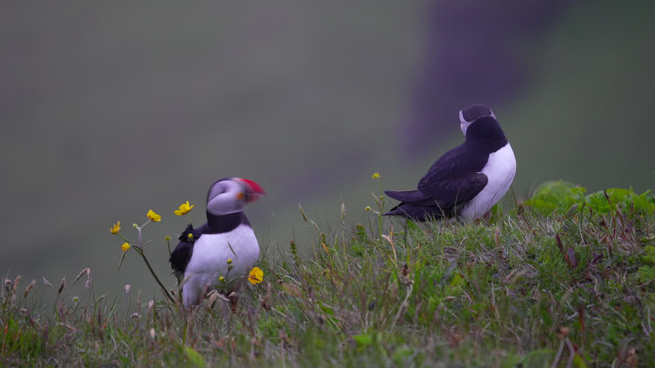 Couple Puffins On Meadow Hills Near Shoreline In Summer
