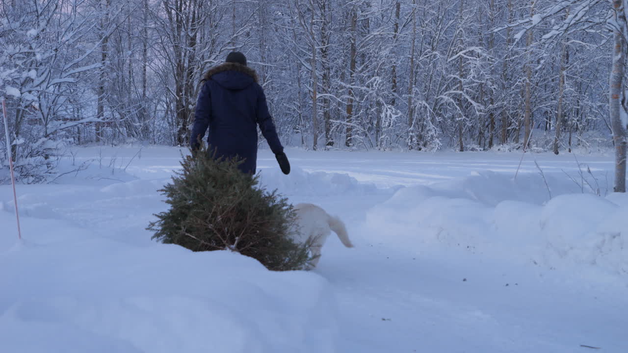 hombre y perro arrastrando árbol de navidad usado de vuelta al bosque nevado, vista trasera