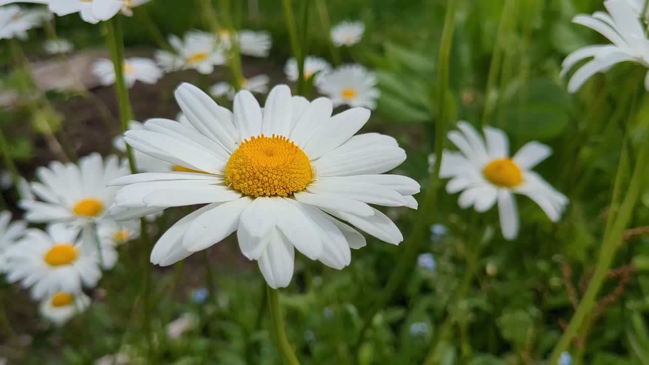 Daisies flowers growing in garden close up, summer happiness, joy and positivity