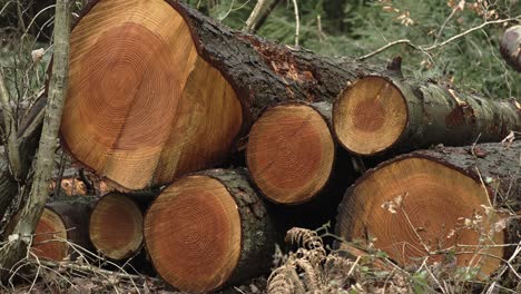 Stacked Logs In Dense Forest 4K