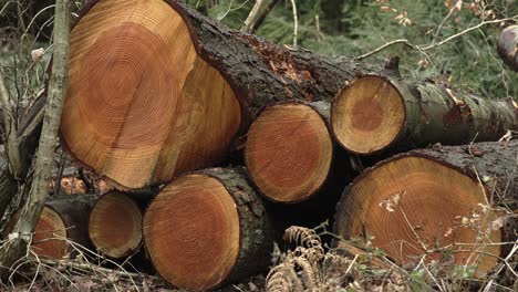 stacked logs in dense forest 4k