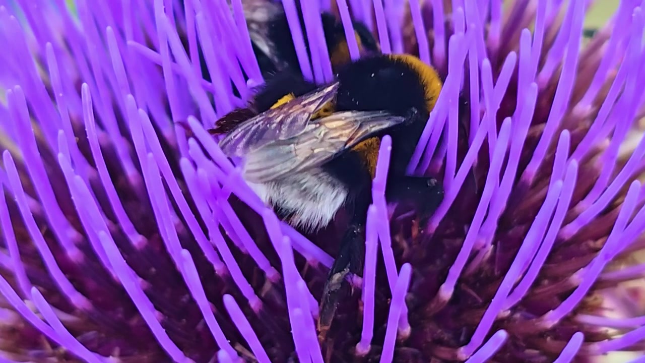 Primer plano macro extremo de un abejorro visto desde atrás mientras busca alimento en lo profundo de las vibrantes florecillas moradas de una flor de alcachofa en flor, recolectando néctar y polen en un jardín de verano.