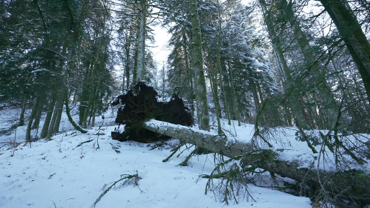 pino caído en el nevado bosque montañoso francés, paisaje de invierno