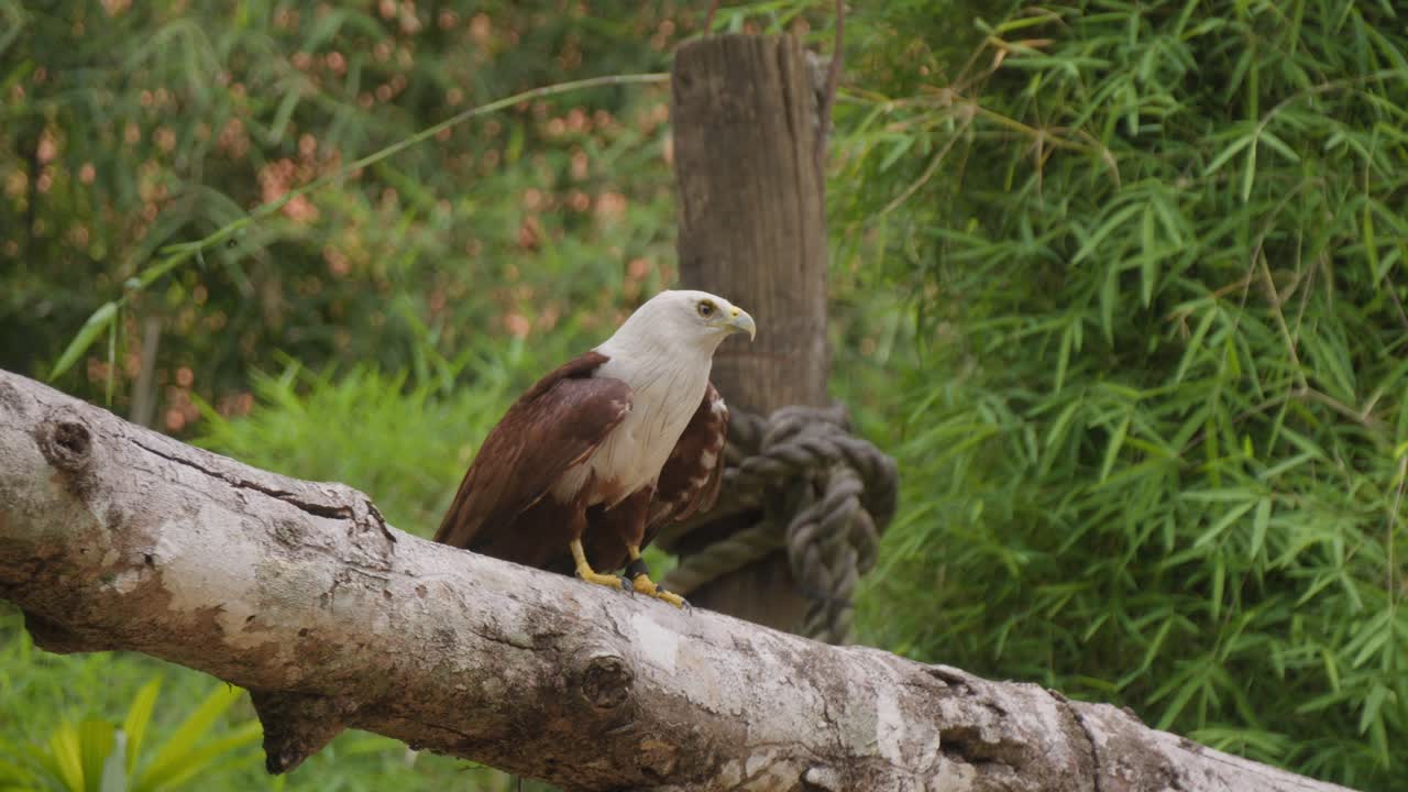 cometa brahminy o águila de mar de espalda roja vuela desde una rama de árbol