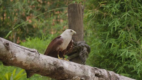 Brahminy-kite-or-red-backed-sea-eagle-flies-off-a-tree-branch