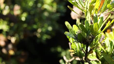 close-up of banksia serrata plant in sunlight