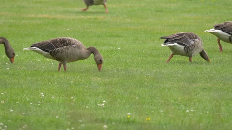 Graugänse-Ernähren-Sich-In-Den-Frühlings--Und-Sommermonaten-Von-Gras-Und-Klee