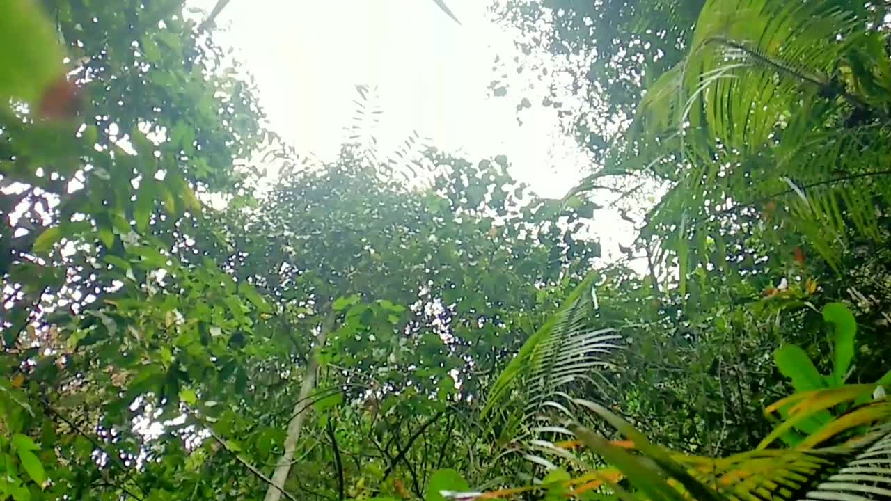una vista de abajo de las hojas de palma en el bosque tropical intacto en west kutai, borneo oriental, la nueva capital de indonesia