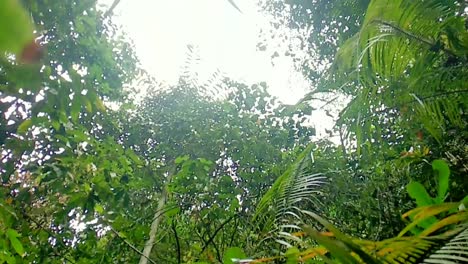 A below view from the palm leaves in the untouched rainforest in West Kutai, East Borneo, the new capital of Indonesia