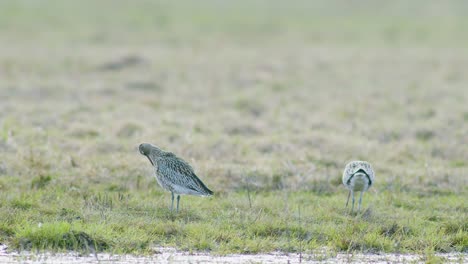 Ein-Paar-Brachvögel,-Die-Sich-Während-Der-Migration-In-Der-Nähe-Von-Wasserpfützen-Ausruhen,-überschwemmten-Feuchtgebiete