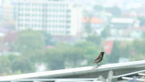 bird moves along cables against city backdrop