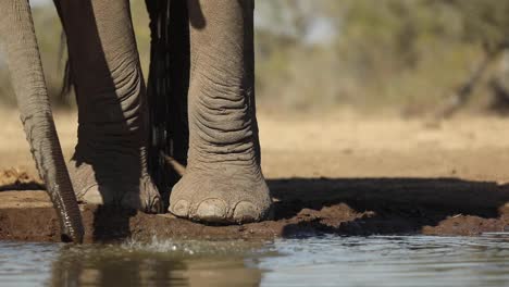 closeup of an elephant's trunk and feet while drinking in slow motion, mashatu botswana