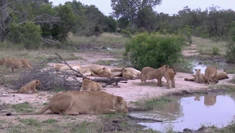 a pride of lions rest near a watering hole as the cubs play fight