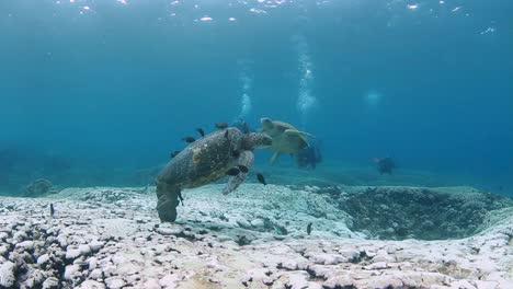 turtles getting their shell cleaned by fish