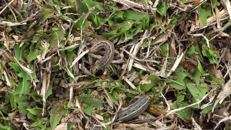 Lawn-armyworm-is-a-pest-that-swarms-and-destroys-grass,-close-up-detail