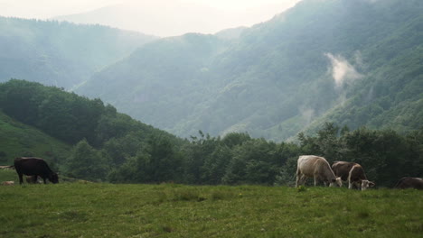 Herde-Von-Rindern,-Die-An-Einem-Nebligen-Sommertag-Auf-Der-Grünen-Alm-Grasen