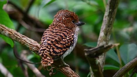 un martín pescador de árboles y una de las aves más hermosas que se encuentran en tailandia dentro de las selvas tropicales