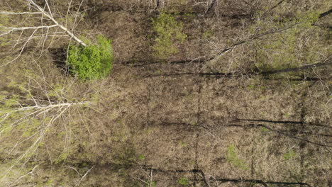 Cottonwood-parkland-in-spring-from-above