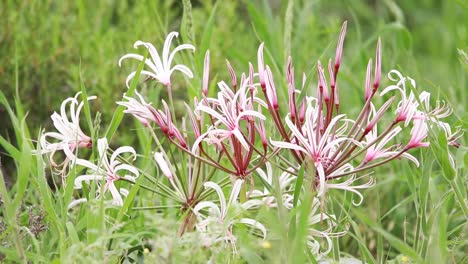 close up of a vlei lily with green blurred background, kgalagadi transfrontier park