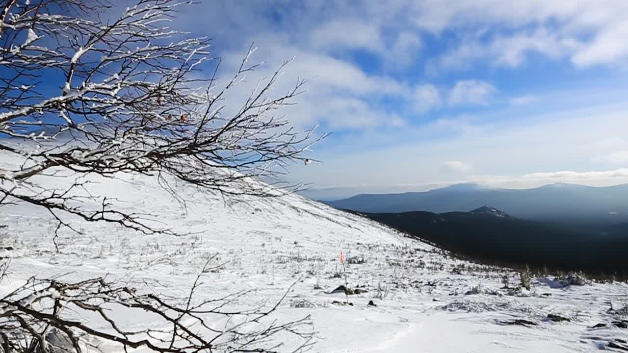 버드나무 가 있는 눈 인 산악 풍경