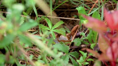 snail in a garden - helix pomatia also known as the roman snail or burgundy snail at night