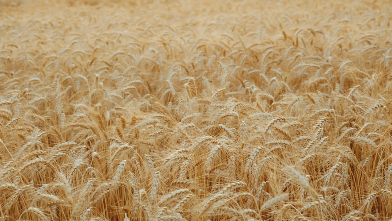 el viento meciendo el campo de trigo maduro 4k video