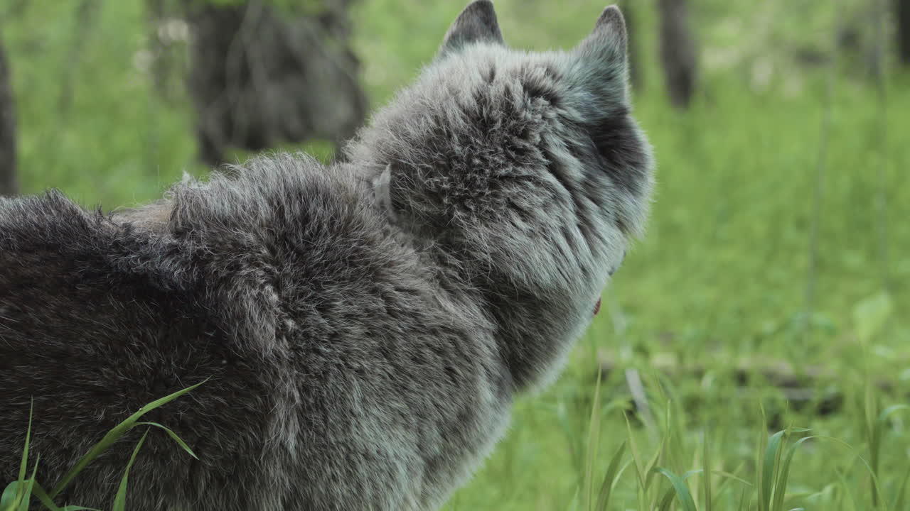 un majestuoso lobo mirando a través de un prado