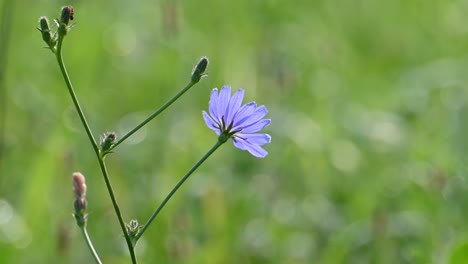 Tiro-Medio-De-Flor-De-Achicoria,-Ohio