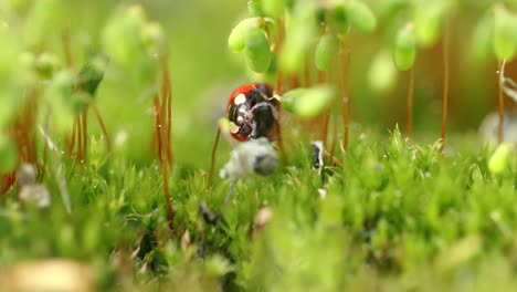 Close-up-wildlife-of-a-ladybug-in-the-green-grass-in-the-forest