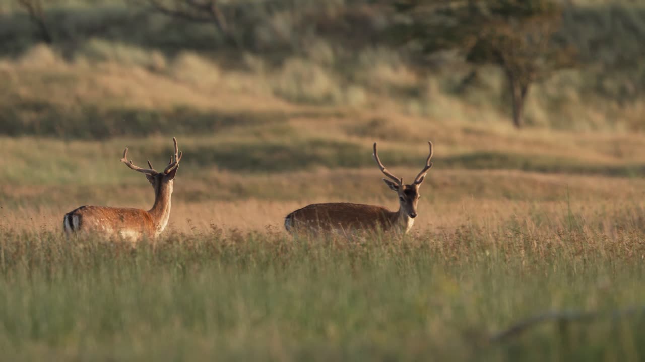 joven gamo jugando en una pradera bañada por el sol