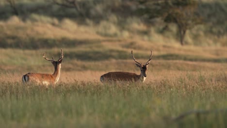 Young-fallow-deer-playing-in-a-sun-kissed-grassland