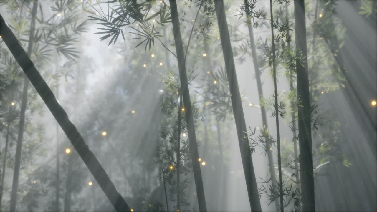 아시아 대나무 숲과 아침 안개 날씨