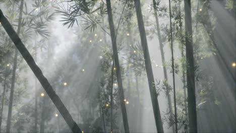 asian bamboo forest with morning fog weather